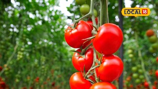 Vegetables Without Tomatoes 