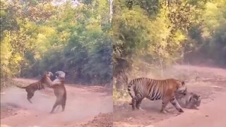 Viral News Viral News