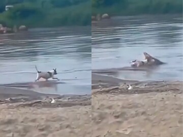 Viral News Viral News