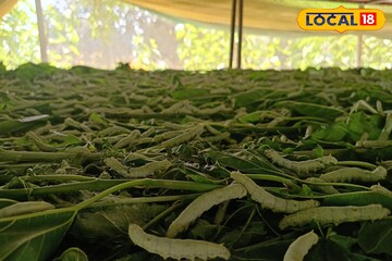 पारंपरिक शेतीला रामराम, आता रेशीम शेती ठरली फायद्याची, बीडमधील तरुण झाला लखपती!