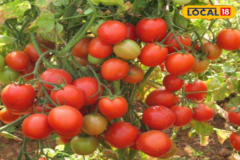 सिंचन व्यवस्थापन आणि आधुनिक तंत्रज्ञानाचा प्रभाव : राठोड यांच्या यशामागे केवळ मेहनतच नाही तर आधुनिक शेती पद्धतींचा प्रभावी वापर देखील आहे. ठिबक सिंचन, सेंद्रिय खतांचा योग्य वापर आणि कीड नियंत्रणासाठी जैविक उपाययोजना यामुळे त्यांचे उत्पादन अधिक चांगले आणि टिकाऊ झाले. त्यांच्या या यशस्वी प्रयोगामुळे इतर शेतकऱ्यांनीही प्रेरणा घेऊन आधुनिक शेतीकडे वळावे अशी अपेक्षा आहे.