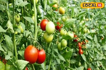 दुसऱ्याकडून घेतलं पाणी, ऊसतोड कामगारानं यशस्वी केली टोमॅटो शेती, 3 लाख झाला नफा