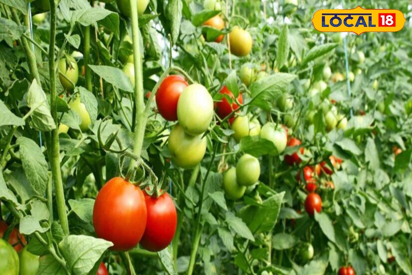  बीड जिल्ह्यातील ऊसतोड कामगार असलेल्या प्रेमदास राठोड यांनी आपल्या मेहनतीच्या जोरावर शेतीत यश मिळवत एक आदर्श निर्माण केला आहे. त्यांच्याकडे तीन एकर शेती असली तरी पाण्याचा कोणताही स्रोत उपलब्ध नाही. मात्र या मर्यादेला त्यांनी शेजाऱ्यांकडून पाणी घेऊन मात केली आणि टोमॅटो शेतीतून चांगले उत्पादन घेतले. विशेष म्हणजे केवळ अर्धा एकर शेतीतूनच त्यांनी लाखोंचा नफा मिळवला आहे. 