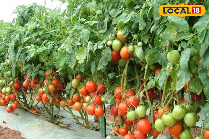 युवा शेतकऱ्यांसाठी प्रेरणादायी उदाहरण : प्रेमदास राठोड यांची यशोगाथा अनेक तरुण शेतकऱ्यांसाठी प्रेरणादायी आहे. ज्या भागात पाण्याचा अभाव आहे तिथेही योग्य नियोजन आणि मेहनतीच्या जोरावर शेतीत यश मिळवता येते हे त्यांनी सिद्ध केले आहे. पारंपरिक शेतीला आधुनिक तंत्रज्ञानाची जोड दिल्यास कमी भांडवलातही अधिक नफा मिळवता येतो याचे ते उत्तम उदाहरण ठरले आहेत.