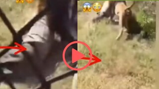 व्हायरल व्हिडीओ