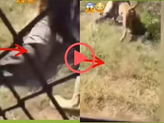 व्हायरल व्हिडीओ व्हायरल व्हिडीओ