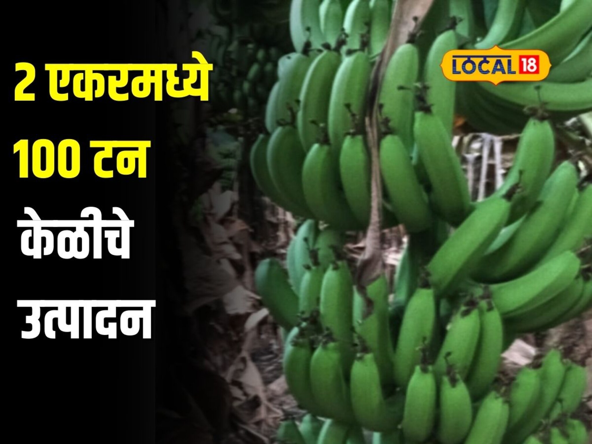 शेतकऱ्याची भरारी, 2 एकरमध्ये मिळाले 100 टन केळीचे उत्पादन, कशी साधली किमया?