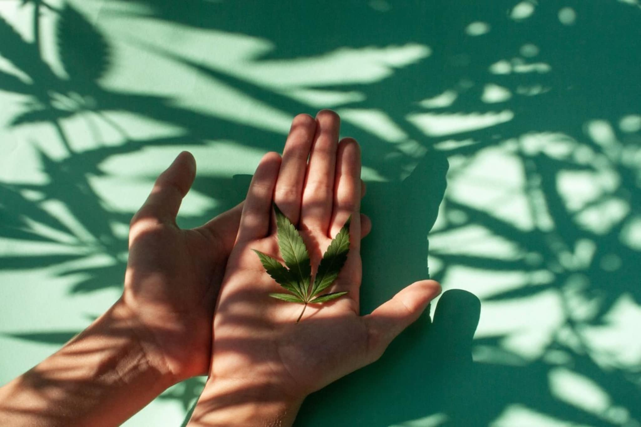 भांग प्यायल्यावर नेमकं काय होतं? माणसाच्या शरीर आणि मेंदूसोबत कसा होतो गोंधळ?