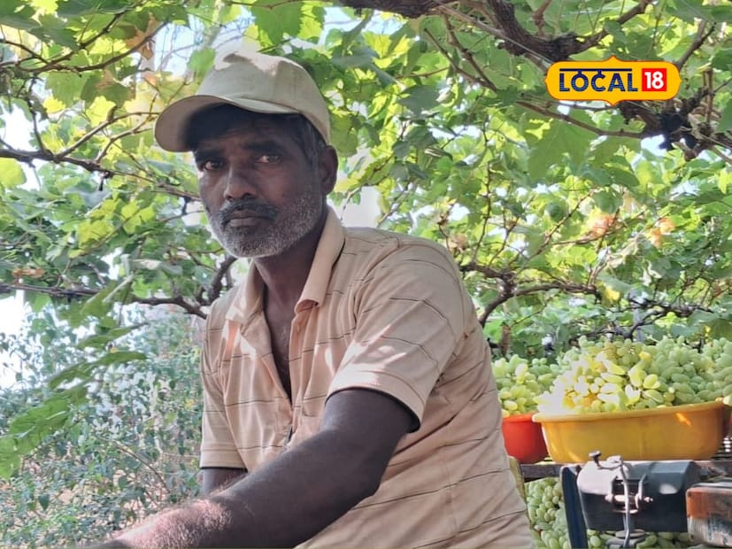 सेंद्रिय खतांवर अधिक भर : छाटणीपूर्वी शेतीला एकरी चार ते पाच ट्रॉली शेणखत घालतात. बेसल डोस मध्ये 10: 26: 26, सुपर फॉस्फेट, एस.ओ.पी. व गंधक या मोजक्याच रासायनिक खतांचा वापर करतात. सेंद्रिय खतांवर सर्वाधिक भर देत असल्याचे बागायतदार शंकर पिसाळ यांनी लोकल 18 शी बोलताना सांगितले. यामध्ये अशोकाची नीम पेंड चार बॅगा, मासळी पावडर दोन बॅगा ही सेंद्रिय खते वापरतात. छाटणीनंतर 75 ते 80 दिवसांनी पोटॅश, निमपेंड आणि मासळी पावडर हा डोस दिला जातो. फ्लाॅवरिंग स्टेजमध्ये जी.ए. या संप्रेकाच्या तीन ते चार फवारण्या करतात. विद्राव्य खते ठिबक मधून नियमित देतात.
