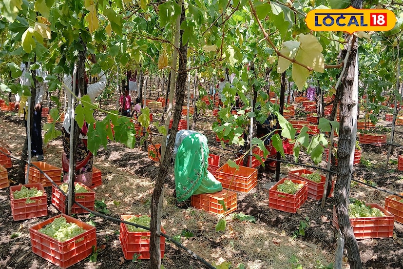 द्राक्ष बागेची लागवड करण्यासाठी तीन एकराला लागवड, औषध फवारणी, मजुरी आदी खर्च मिळून तीन ते साडेतीन लाख रुपयांपर्यंत खर्च आला. तर द्राक्ष विक्रीतून त्यांना 20 ते 25 लाख रुपयांचा नफा मिळणार असल्याची माहिती संतोष यांनी दिली आहे.