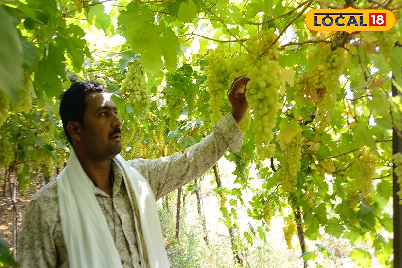 सध्याच्या काळात अनेक शेतकरी आधुनिक तंत्रज्ञानाच्या माध्यमातून फळबागांची शेती करत आहेत. एकेकाळी दुष्काळी जिल्हा म्हणून ओळख असणाऱ्या सोलापूर जिल्ह्यात देखील प्रगत शेती केली जातेय. यातून शेतकरी चांगला नफा देखील मिळवत आहेत.