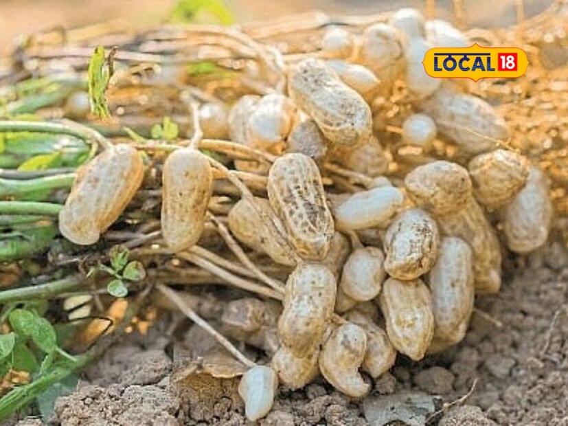 प्रवीण पवार याने शेतीमध्ये आधुनिक प्रयोग करून कमी क्षेत्रातूनही जास्त नफा मिळवता येतो हे दाखवून दिले आहे. शिक्षण घेत असतानाच त्याने शेतीकडे लक्ष दिले आणि यशस्वी शेती व्यवसाय निर्माण केला. आजच्या तरुणांनी शेतीमध्ये संधी ओळखून आधुनिक पद्धतींचा अवलंब केल्यास उत्तम उत्पादन आणि नफा मिळू शकतो. प्रवीणचा हा प्रवास शेतीत नव्याने येऊ इच्छिणाऱ्या तरुणांसाठी निश्चितच प्रेरणादायी आहे.