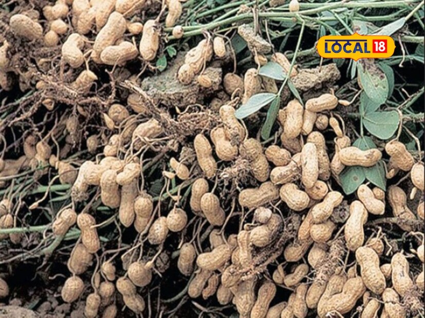 प्रवीणच्या यशामागील एक महत्त्वाचा घटक म्हणजे त्याने पारंपरिक शेतीला नव्या तंत्रज्ञानाची जोड दिली. योग्य बियाण्यांची निवड, आधुनिक सिंचन पद्धती, हवामानाचा अंदाज घेत खत आणि कीटकनाशकांची योग्य प्रमाणात फवारणी यामुळे उत्पादन अधिक मिळाले. त्याने बाजारपेठेचा बारकाईने अभ्यास करून योग्य वेळी माल विक्री केली, त्यामुळे अधिक नफा मिळवणे शक्य झाले.