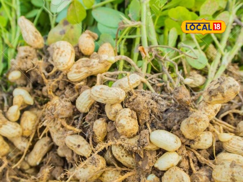 पहिल्या यशानंतर दुसऱ्या वर्षी प्रवीणने एक एकर क्षेत्रात भुईमूग लागवडीचा विस्तार केला. सुधारित बियाणे, ठिबक सिंचन, योग्य खत व्यवस्थापन आणि वेळेवर औषध फवारणी यामुळे उत्पादन वाढले. त्याला 50 ते 55 क्विंटल भुईमूग उत्पादन मिळाले. बाजारातील मागणी आणि योग्य विक्री व्यवस्थापन यामुळे त्याला या हंगामात तब्बल तीन लाख रुपयांपर्यंत नफा मिळाला.