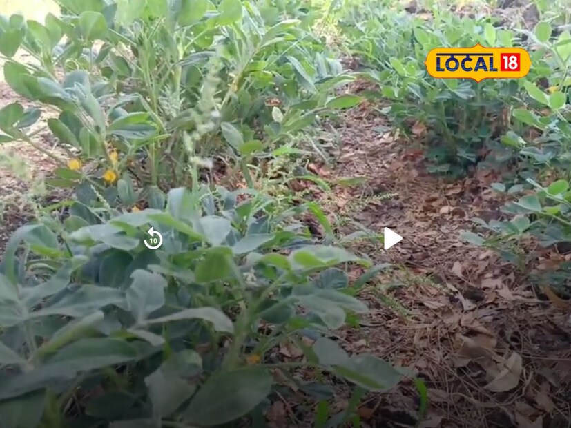  पहिल्या प्रयोगात चांगला नफा मिळाल्याने त्याला शेतीत अधिक मेहनत घेण्याची प्रेरणा मिळाली. या यशाने आत्मविश्वास वाढल्यामुळे पुढच्या हंगामात त्याने भुईमूग लागवडीचा विस्तार करण्याचा निर्णय घेतला. 