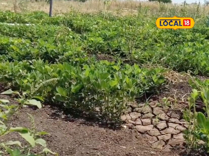 सध्याच्या काळात अनेक तरुण देखील शेती क्षेत्राकडे वळत आहेत. तसेच आधुनिक पद्धतीने शेती करून भरघोस उत्पन्न देखील घेत आहेत. बीड जिल्ह्यातील जानू नाईक तांडा येथील 20 वर्षीय तरुणाने शेतीतच करिअर करण्याचा निर्णय घेतला. सध्याच्या काळात अनेक तरुण देखील शेती क्षेत्राकडे वळत आहेत. तसेच आधुनिक पद्धतीने शेती करून भरघोस उत्पन्न देखील घेत आहेत. बीड जिल्ह्यातील जानू नाईक तांडा येथील 20 वर्षीय तरुणाने शेतीतच करिअर करण्याचा निर्णय घेतला.