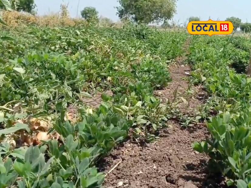  वडिलार्जित एक एकर शेतीत भुईमूग लावला. योग्य नियोजनामुळे प्रविण पवार याने 3 लाखांचं उत्पन्न काढलं. युवा शेतकऱ्याचा हा प्रवास लोकल18 च्या माध्यमातून जाणून घेऊ.