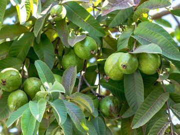 Health Tips : ही पानं डायबिटीजची खूप मोठी शत्रू! फायदे जाणून घ्याल तर दररोज आठवण