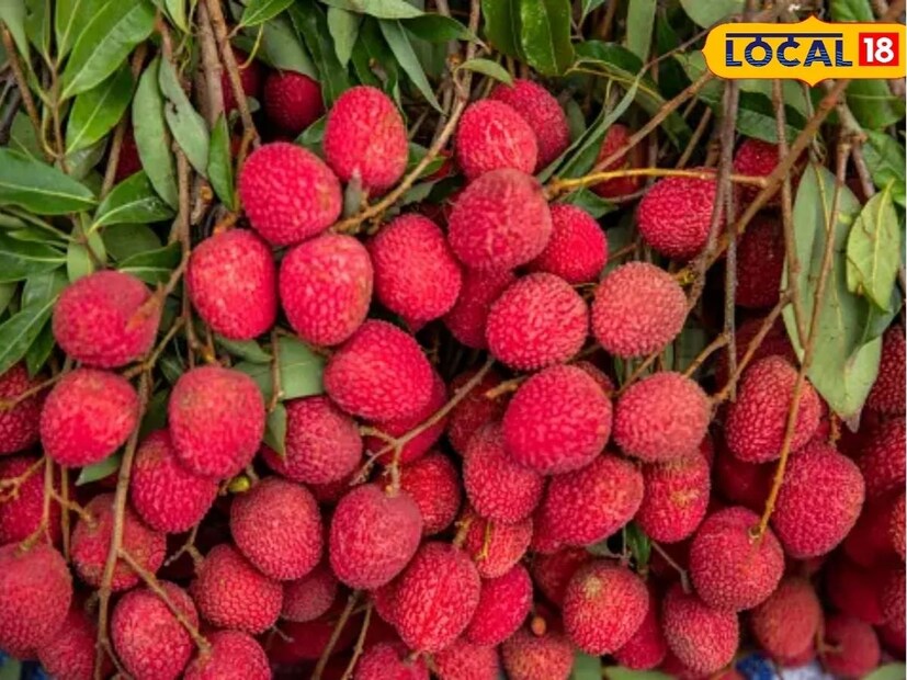 लिची आरोग्यासाठी अतिशय फायदेशीर असून त्यात शरीराला आवश्यक असणारे अनेक घटक असतात. लिचीमध्ये कार्बोहायड्रेट्स, व्हिटॅमिन सी, व्हिटॅमिन ए, पोटॅशियम, मॅग्नेशियम, फॉस्फरस आणि आयर्न हे घटक मुबलक प्रमाणात असतात. तसेच लिचीमध्ये नैसर्गिकरित्या गोडवा असल्याने तात्काळ एनर्जी मिळण्यास मदत होते, लिचीमध्ये पाण्याचे प्रमाणही जास्त असते त्यामुळे पोटात थंडावा निर्माण होतो.