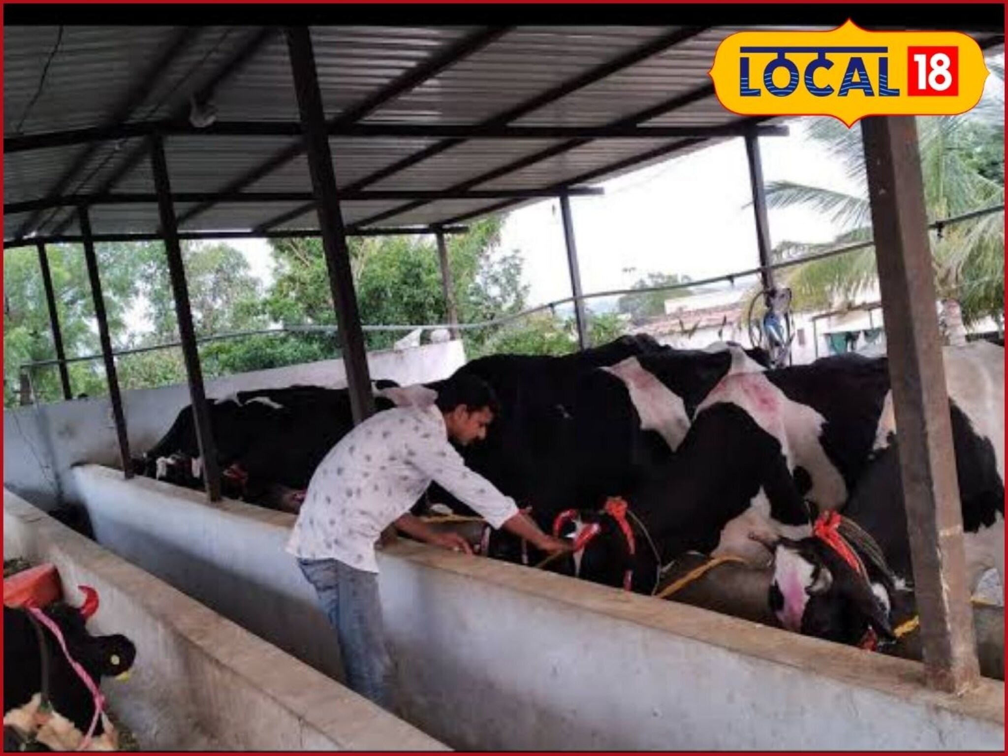 Cattle Care: शेतकरी दादा! पावसाळ्यात जनावरांच्या आरोग्याला धोका, अशी घ्या काळजी!