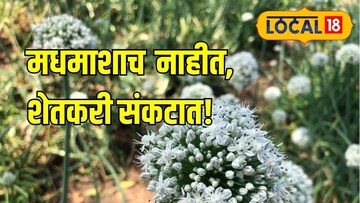मधमाशांमुळे