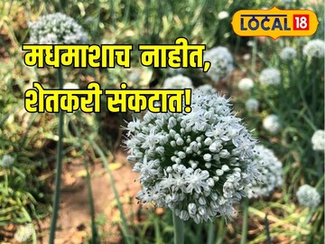 मधमाशांमुळे