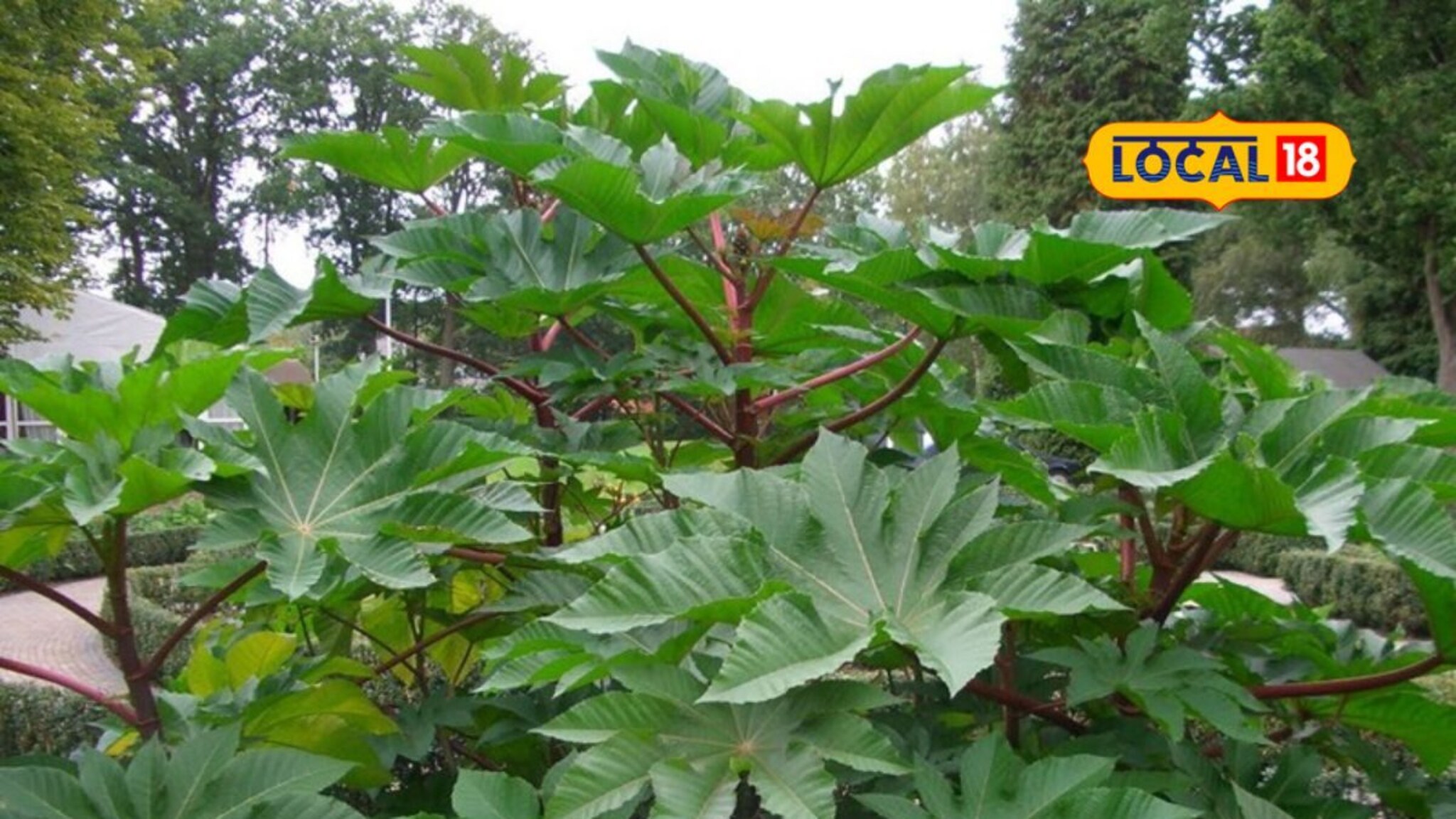 होलिका दहन करताना एरंडाचे झाड का वापरले जाते? काय आहे महत्त्व? Video