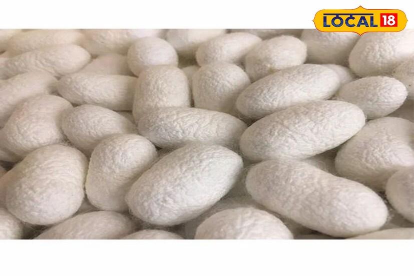 रामप्रभू बडे यांच्या मते, शेतीमध्ये सातत्याने नवे प्रयोग करणे गरजेचे आहे. पारंपरिक शेतीतील तोटा पाहता शेतकऱ्यांनी पर्यायी शेती पद्धतीचा विचार केला पाहिजे. रेशीम शेतीसाठी सरकारकडून अनुदान आणि प्रशिक्षण मिळते त्यामुळे शेतकऱ्यांनी ही संधी साधून आपली आर्थिक परिस्थिती सुधारण्याचा प्रयत्न करावा. (प्रशांत पवार, प्रतिनिधी)