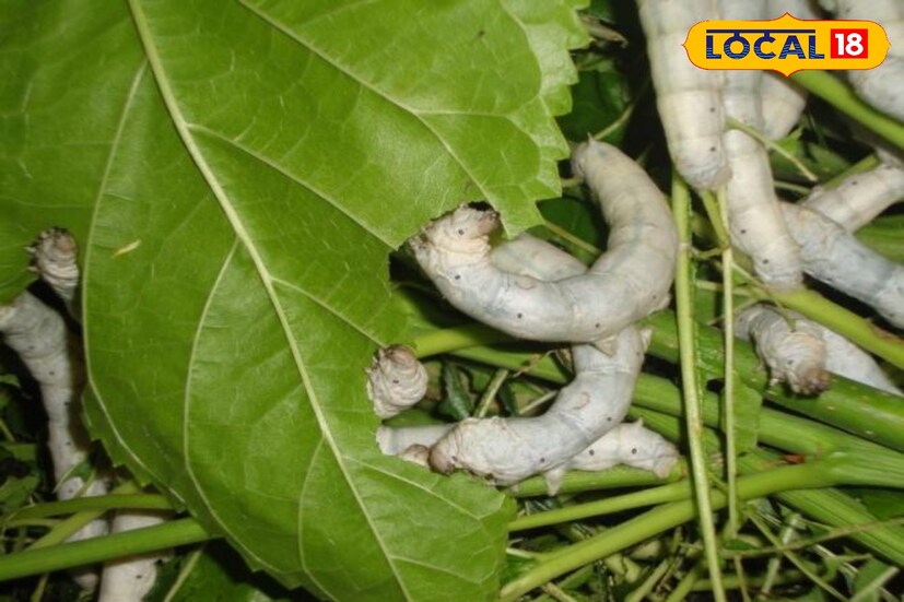 सध्याच्या काळात मराठवाड्यातील अनेक शेतकरी पारंपरिक शेती परवडत नसल्याने शेतीत विविध प्रयोग करत आहेत. बीडमधील एका युवा शेतकऱ्याने  नवे तंत्रज्ञान आत्मसात करत चौकटीबाहेर विचार केला आणि मागील तीन वर्षांपासून ते रेशीम शेती करत आहे. याच रेशीम शेतीतून त्यांना दरवर्षी चांगला नफा मिळत आहे.