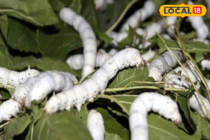 बडे यांनी पहिल्यांदा रेशीम शेतीसाठी लागणाऱ्या तुतीच्या झाडांची लागवड केली. त्यानंतर तुतीच्या पानांवर वाढणाऱ्या कोषांच्या रेशीम किड्यांच्या पालनाची सुरुवात केली. नियमित व्यवस्थापन, योग्य तापमान नियंत्रण आणि अन्नपुरवठा यामुळे त्यांच्या रेशीम शेतीला लवकरच चांगले परिणाम दिसू लागले.