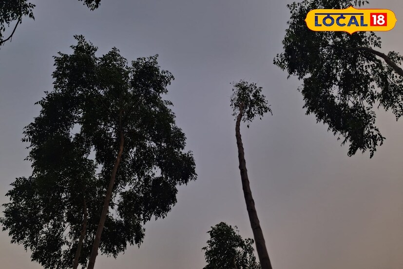 विदर्भातील अमरावती, अकोला, बुलढाणा आणि वाशिम या जिल्ह्यांना पावसाचा यलो अलर्ट देण्यात आला आहे. या जिल्ह्यांतील काही ठिकाणी विजांचा कडकडाट आणि वादळी वाऱ्यासह पावसाची शक्यता हवामान विभागानं वर्तवली आहे. 