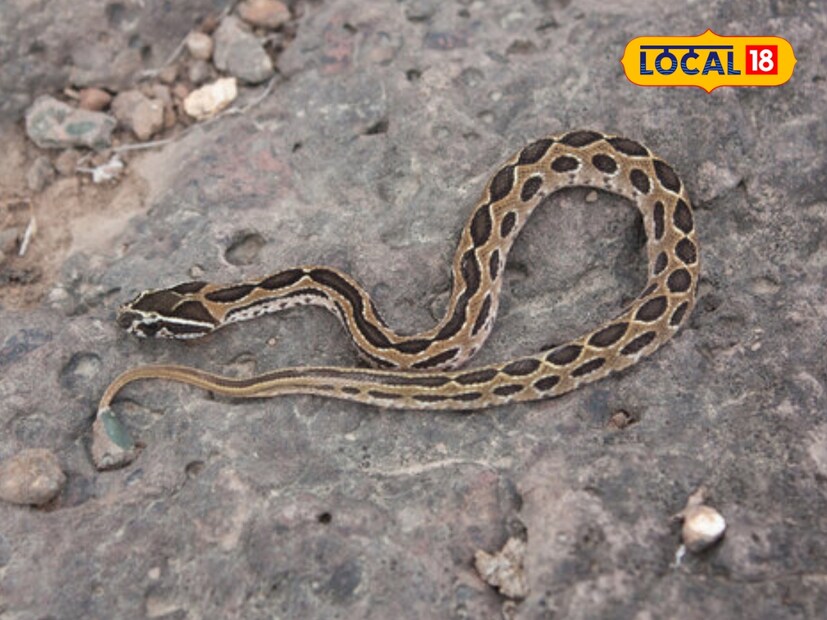  उन्हाळ्यात लोकांना सापाची पिल्लं दिसून येतात. ती लहान पिल्लं बिनविषारी असतात, असं समजून आपण त्यांच्याकडे दुर्लक्ष करतो. यावर तज्ञ सांगतात, असा समज करून घेणं जीवघेणं ठरू शकतं. काही साप असे असतात जे विषारी दातांसह जन्म घेतात. अशा परिस्थितीत, काही तासांपूर्वी जन्मलेल्या बाळाने जरी चावा घेतला, तरी उपचार न मिळाल्यास मृत्यू निश्चित आहे.