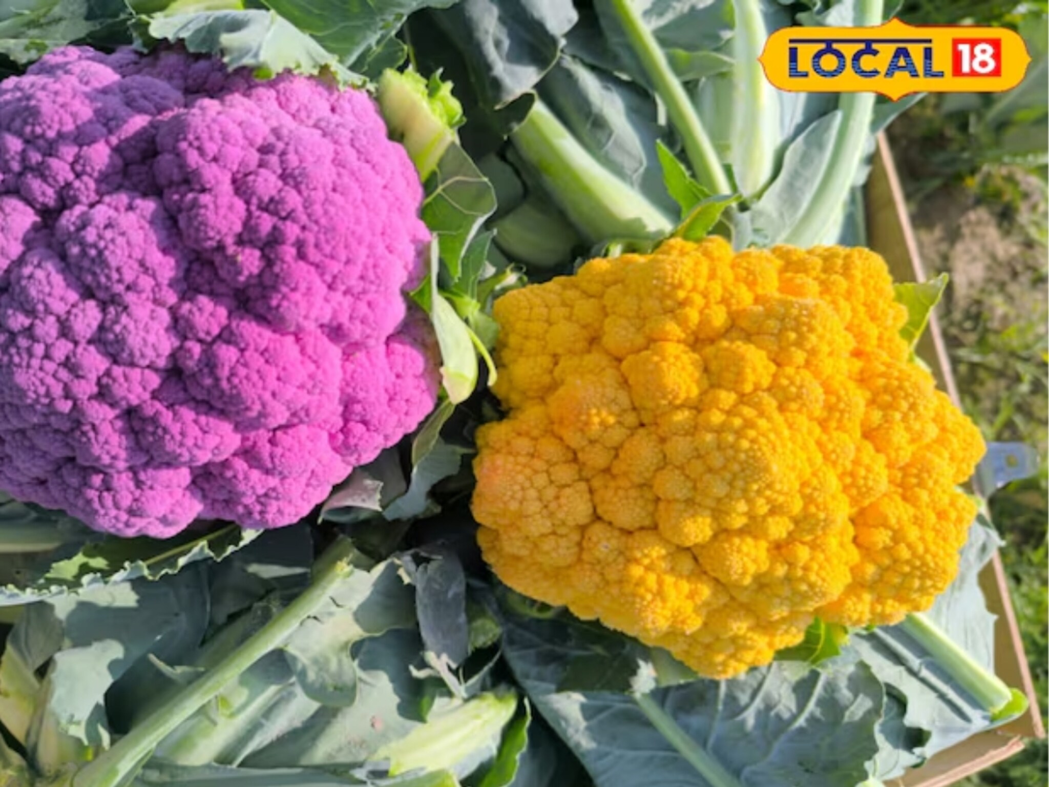 यूट्यूबने बदललं आयुष्य! NEET ची तयारी करणाऱ्या तरूणाने शेतीत केला 'रंगीत' प्रयोग; आता कमवतो तिप्पट नफा