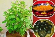 तुळशीमध्ये या 2 गोष्टी ठेवणं शुभ फळदायी; लक्ष्मीची कृपा घरावर अबाधित राहते