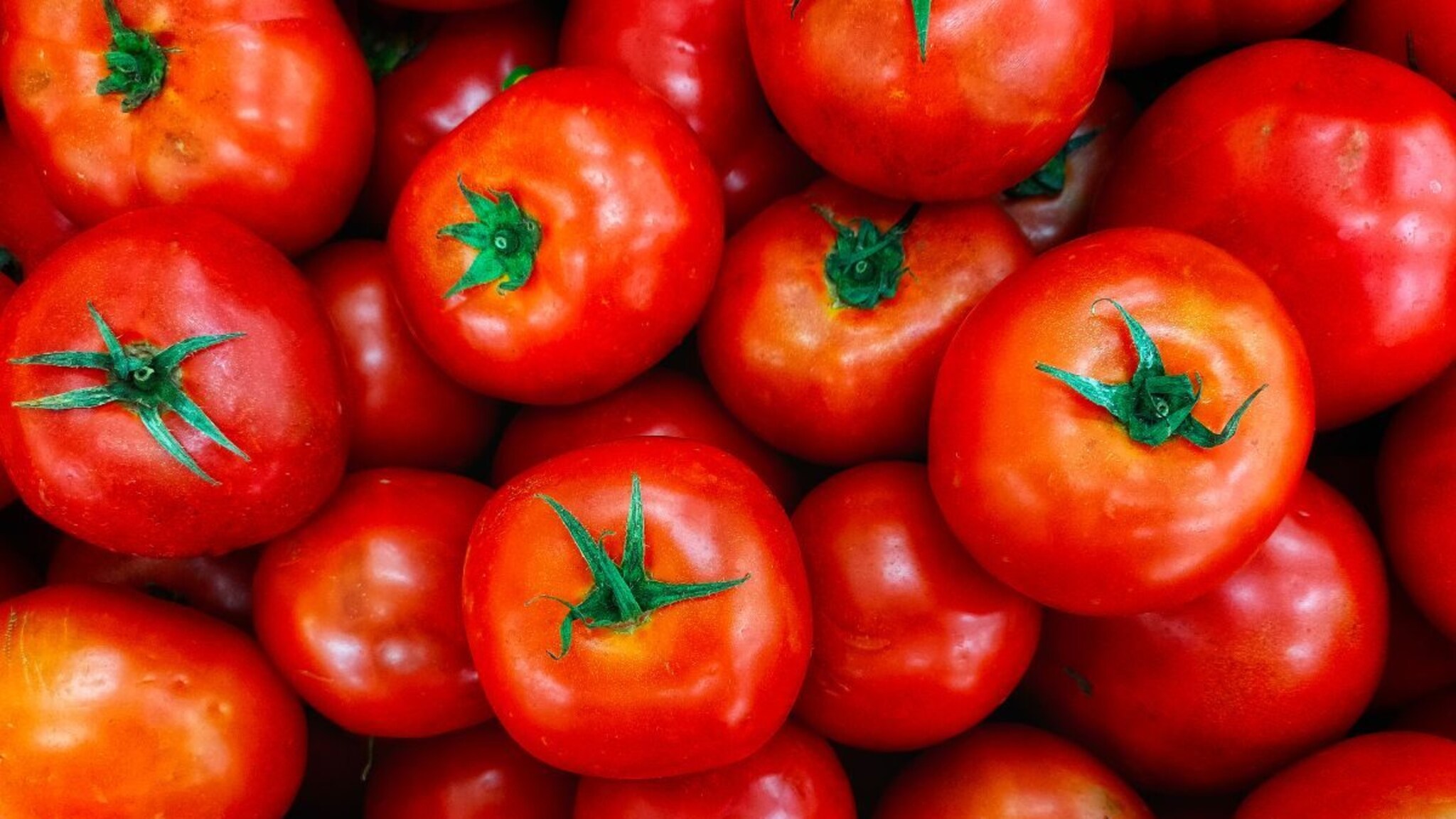 टोमॅटो सालीसकट खावा की साल काढून? आहारतज्ज्ञांनी सांगितली कोणती पद्धत योग्य