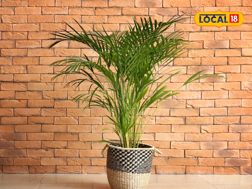  एरेका पाम (Areca palm): एरेका पाम हे सुंदर पानांचं इनडोअर प्लांट आहे. ते घरात लावल्याने घर थंड राहतं. सकारात्मक ऊर्जा येते आणि घरात आनंद टिकून राहतो. या झाडाला जास्त देखभालीची गरज नसते. ते घराच्या कोणत्याही कोपऱ्यात सहज लावता येतं. वास्तुशास्त्रानुसारही हे झाड खूप शुभ मानलं जातं.