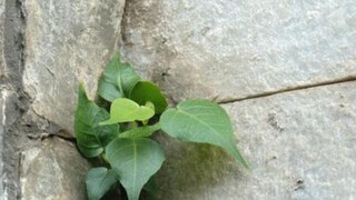 Pitra Dosh Solution Pitra Dosh Solution