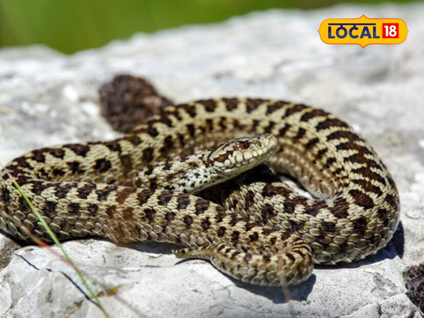  गेल्या 22 वर्षांपासून वन्यजीवनावर काम करणारे तज्ञ स्वप्नील खातल सांगतात की, काही तासांपूर्वी जन्मलेल्या रसल्स वायपरच्या पिल्लाने जरी तुम्हाला चावा घेतला, तरी तुमच्या मृत्यूची शक्यता खूप जास्त असते.