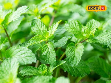 आता कुंडीत उगवा हिरवागार पुदिना; त्यासाठी फाॅलो करा 'या' टिप्स, उन्हाळ्यातही...