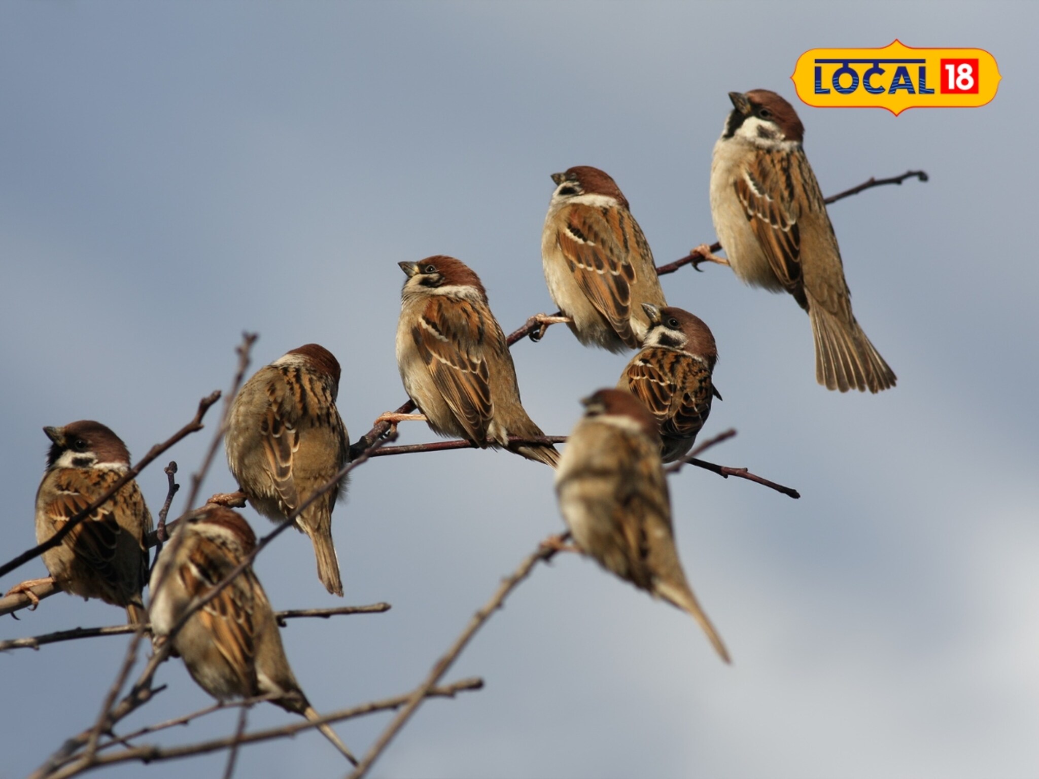 चिवचिवाट हरवला! चिमण्यांचं अस्तित्व धोक्यात; पर्यावरण तज्ज्ञांनी सांगितली कारणं आण उपाय...