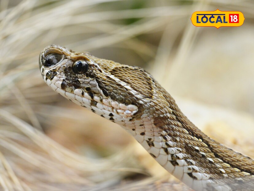  या दरम्यान, जर व्यक्तीला वेळेवर उपचार मिळाला नाही, तर एका तासाच्या आत मृत्यू निश्चित आहे. याउलट, मण्यार आणि कोब्राचे विष न्यूरोटॉक्सिन असते. त्यांच्या चाव्यामुळे मज्जासंस्था निकामी होते आणि मेंदू काम करणे थांबवतो.