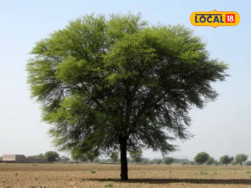  निसर्गात अनेक वृक्ष आणि वनस्पती आढळतात, जे आयुर्वेद आणि हिंदू धर्मात खूप उपयुक्त आहेत, त्यापैकीच एक म्हणजे बाभूळ. आयुर्वेदात याला खूप महत्त्वाचे मानले जाते. बाभळीच्या झाडाच्या शेंगा, साल, डिंक आणि पाने हे सर्व औषधी गुणांनी परिपूर्ण असतात.