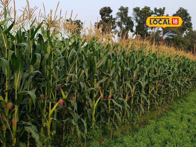  हिरवी मका, वैरण, लसूण हे त्यांना देणे गरजेचे आहे. त्यासोबतच तुम्ही त्यांना जो वाळलेला चारा आहे तो देखील समप्रमाणात देणे गरजेचे आहे. ते त्यांच्या शरीरासाठी अत्यंत फायदेशीर आहे. 