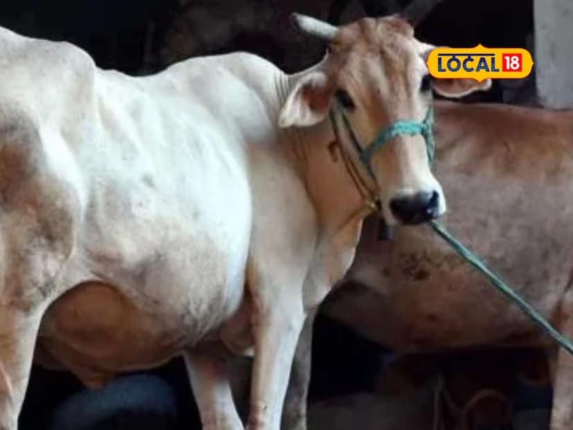 उन्हाळा ऋतू सुरू झालेला आहे. उन्हाळ्याचा प्रचंड असा त्रास आपल्याला होतो. त्याचप्रमाणे दुग्धजन्य जनावरे आहेत त्यांना उन्हाळ्यामध्ये खूप असा त्रास होतो. 