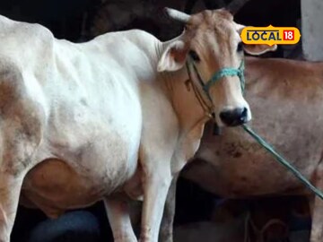 उन्हाळ्यात दूध होणार नाही कमी, दुग्धजन्य जनावरांना द्या असा आहार उन्हाळ्यात दूध होणार नाही कमी, दुग्धजन्य जनावरांना द्या असा आहार