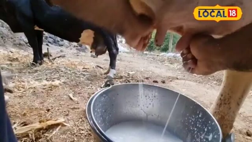 कारण की उन्हाळ्यामध्ये उन्हामुळे त्यांचे दूध देण्याचे प्रमाण देखील कमी होतं. तर दुग्धजन्य जनावरे आहेत त्यांची उन्हाळ्यामध्ये कशी काळजी घेतली पाहिजे किंवा त्यांचा आहार कसा असला पाहिजे? याविषयीचं माहिती पशुवैद्यकीय अधिकारी महेश पवार यांनी दिली आहे. 