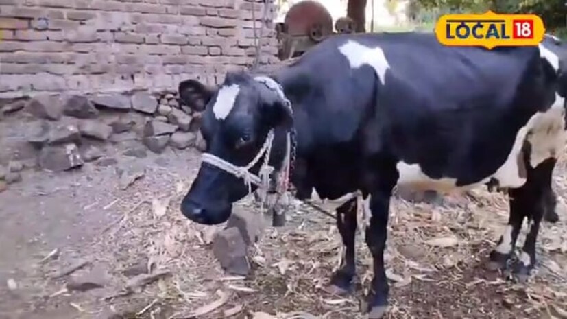 उन्हाळा सुरू झाला की सर्वात पहिले जनावरांना तुम्ही थंड अशा जागी बांधायला हवं किंवा सावलीत त्यांना बांधलं पाहिजे. सकाळच्या वेळी त्यांना जास्तीत जास्त हिरवा चारा देणे गरजेचे आहे.