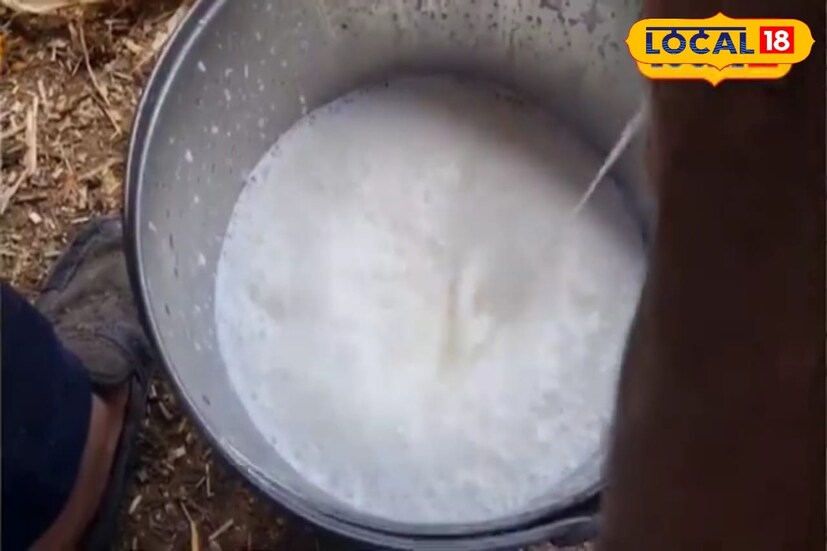 त्यासोबतच तुम्ही त्यांना दररोज 50 ग्रॅम मिनरल मिक्सर म्हणजेच क्षार मिक्सर तसेच 50 ग्रॅम मीठ किंवा या व्यतिरिक्त जे टॉनिक असतात ते तुम्ही त्यांच्या आहारामध्ये मिक्स करून देणे त्यांना गरजेचे आहे. 