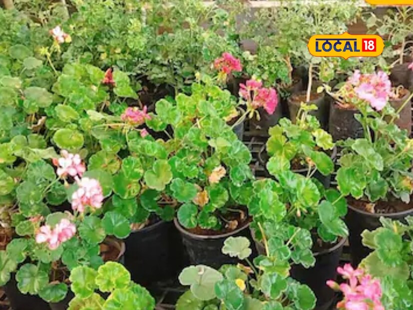 उन्हाळ्याच्या दिवसांमध्ये झाडांची विशेष काळजी घेणे अत्यंत गरजेचे असते. कारण या काळात तापमान जास्त असल्यामुळे झाडांची पाने सुकणे, गळून पडणे किंवा झाडे कोमेजणे यासारख्या समस्या दिसून येतात. 