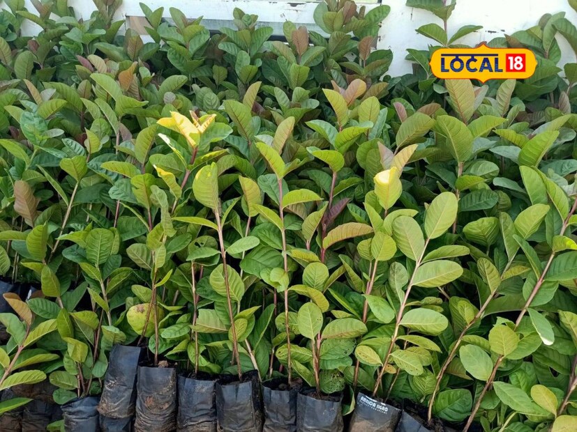 दुपारच्या गरम वेळेत पाणी घातल्यास ते लगेच वाष्परूपात उडून जाते आणि झाडांना त्याचा फारसा फायदा होत नाही. झाडांना पाणी घालताना थेट फवारणीचा वापर केल्यास झाडांवर साचलेली धूळही धुवून जाते, असं युवराज जंगले सांगतात. 